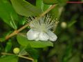 Myrtus communis